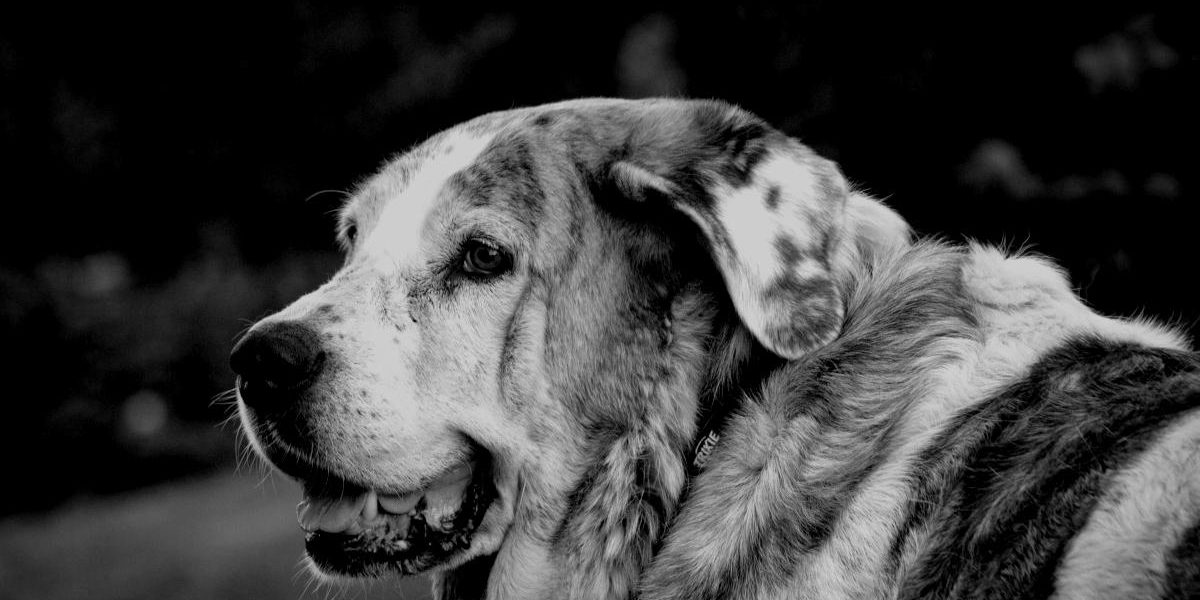 Juicio-custodia-de-un-mastin-darken